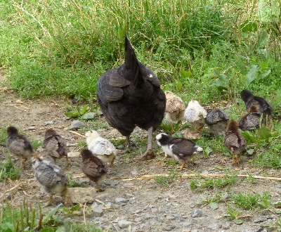 Du taillis du houx - Poules éducatrices...