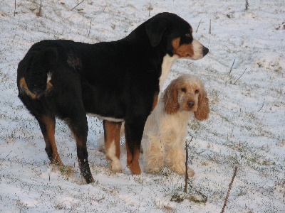 Du taillis du houx - IDEE 2010 : NE PAS AVOIR UN CHIEN SEUL