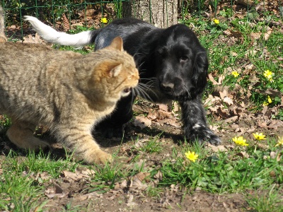 Du taillis du houx - Fier découvre les chats