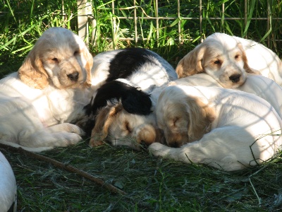 Du taillis du houx - première sortie pour les chiots d'Apple