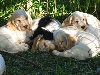  - première sortie pour les chiots d'Apple