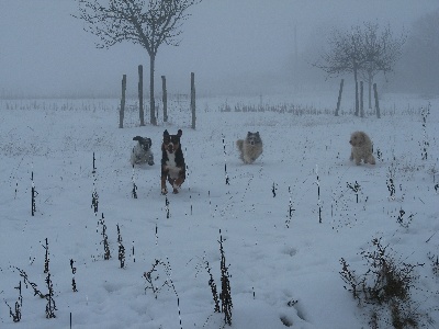 Du taillis du houx - NEIGE ET COPAINS