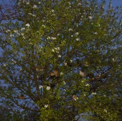 Du taillis du houx - arbre habillé de poules