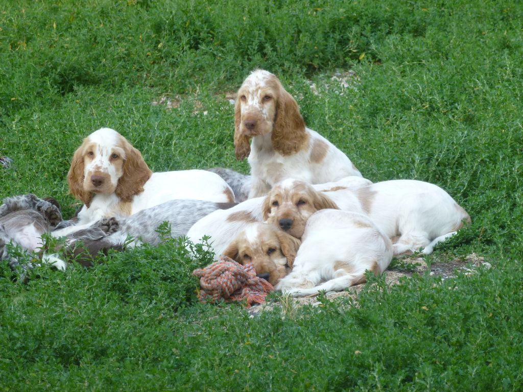 chiot Cocker Spaniel Anglais Du taillis du houx