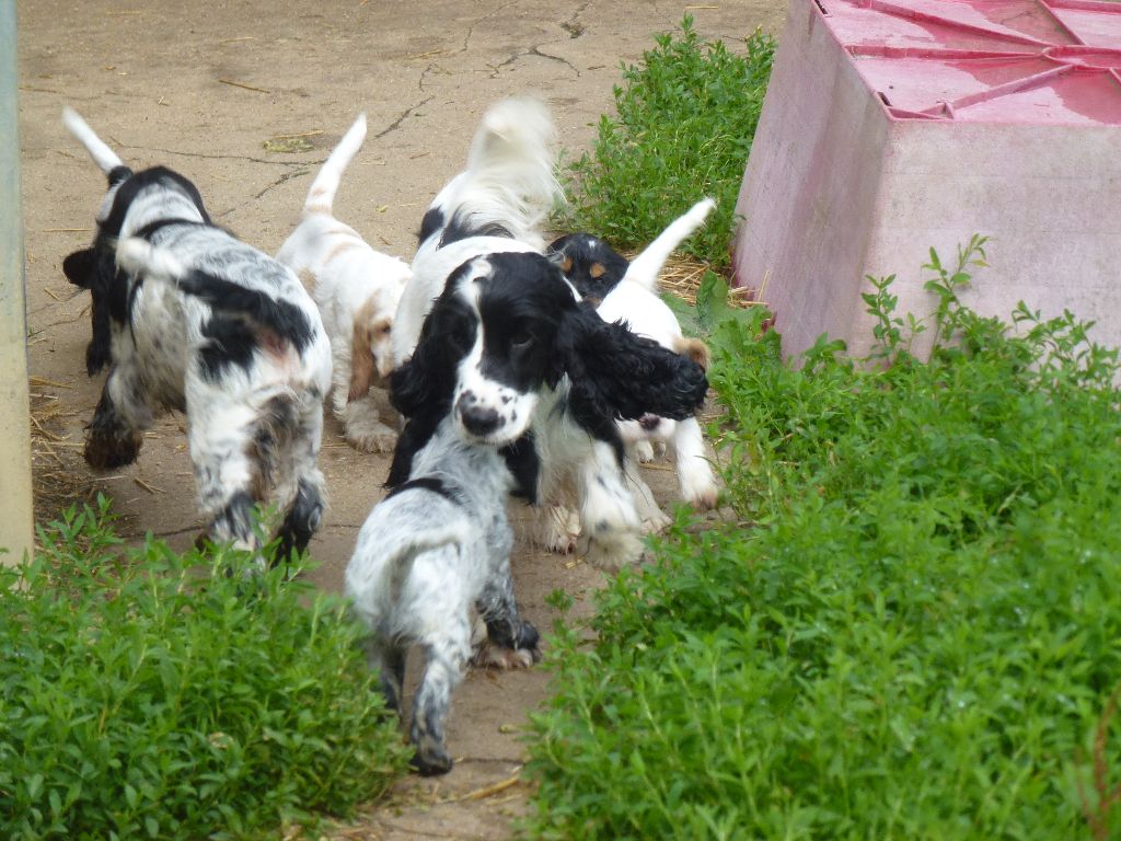 Du taillis du houx - Cocker Spaniel Anglais - Portée née le 17/05/2021