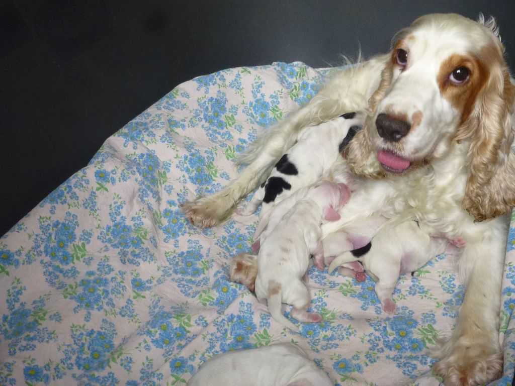 chiot Cocker Spaniel Anglais Du taillis du houx