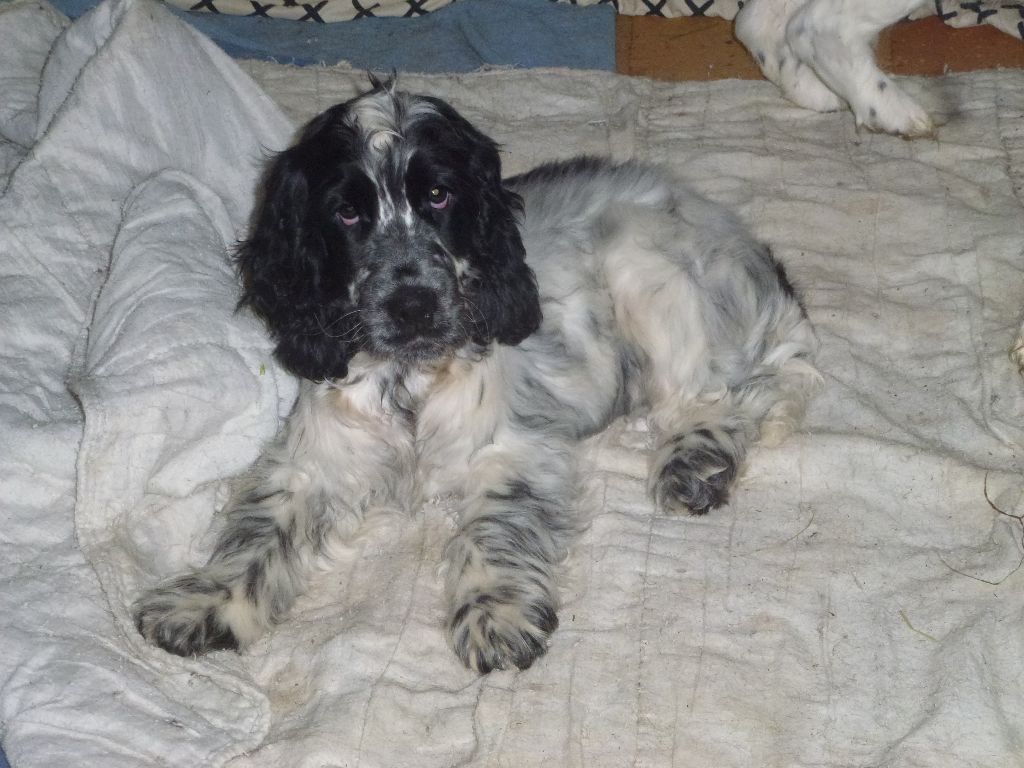 Du taillis du houx - Chiot disponible  - Cocker Spaniel Anglais