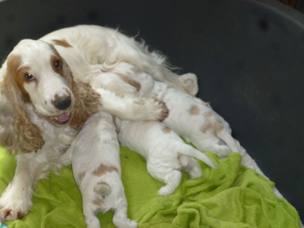 chiot Cocker Spaniel Anglais Du taillis du houx