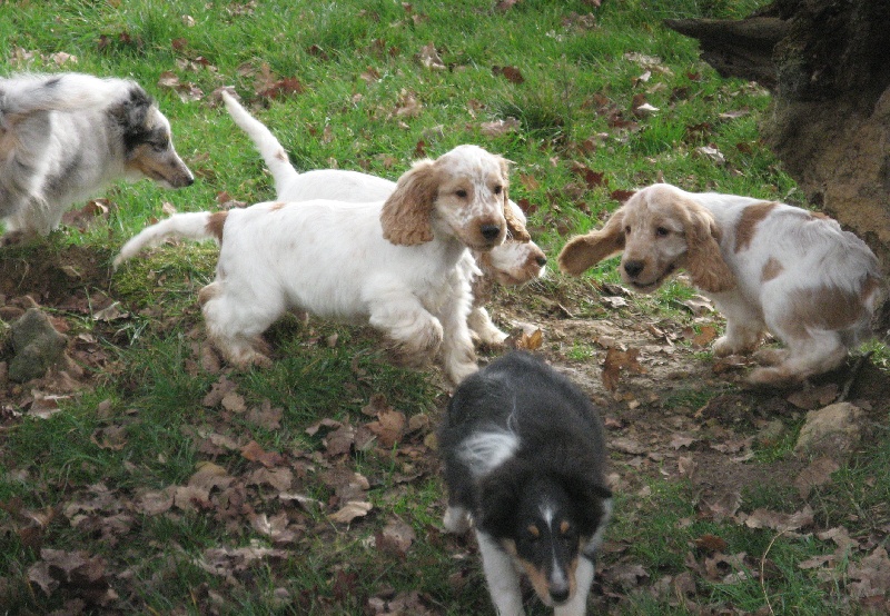 Du taillis du houx - Cocker Spaniel Anglais - Portée née le 22/10/2011