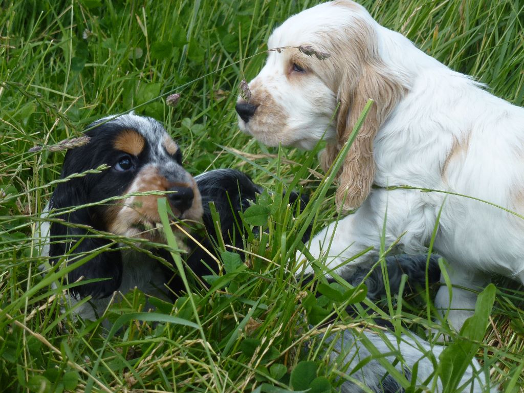 Du taillis du houx - Cocker Spaniel Anglais - Portée née le 16/04/2017