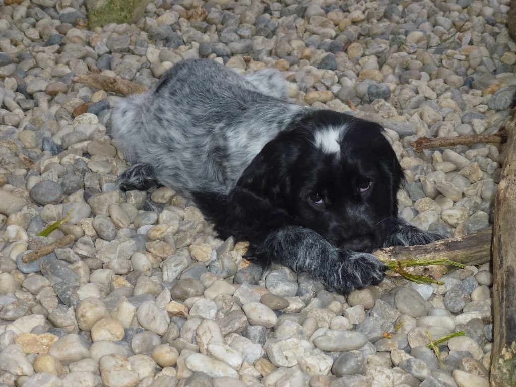 chiot Cocker Spaniel Anglais Du taillis du houx