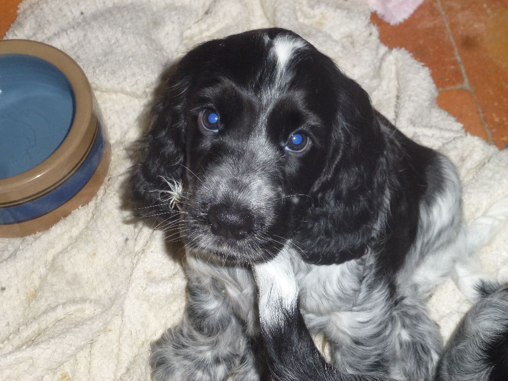 Du taillis du houx - Chiot disponible  - Cocker Spaniel Anglais