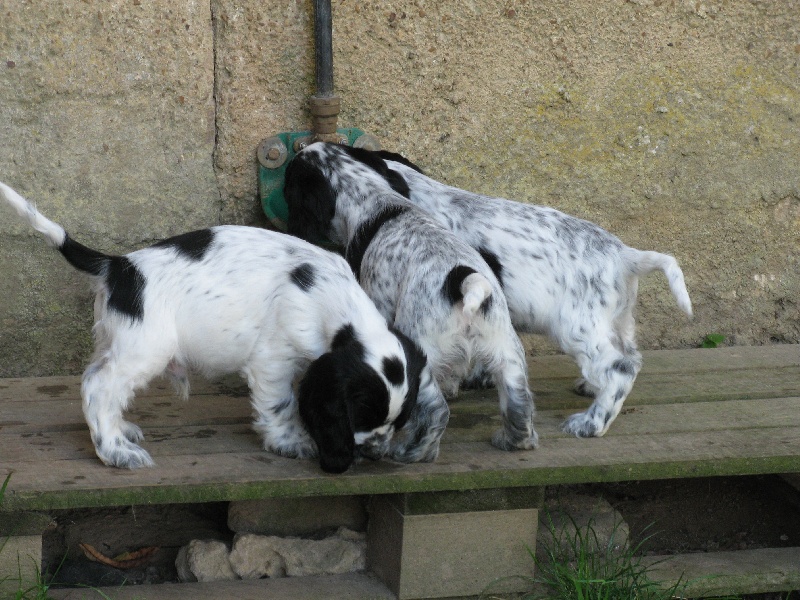 Du taillis du houx - Cocker Spaniel Anglais - Portée née le 16/08/2010