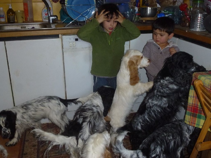 Du taillis du houx - Cocker Spaniel Anglais - Portée née le 18/04/2015