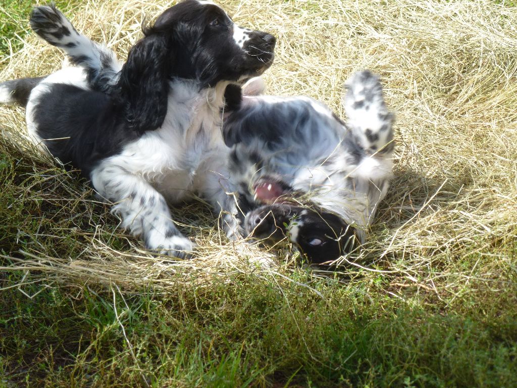 chiot Cocker Spaniel Anglais Du taillis du houx