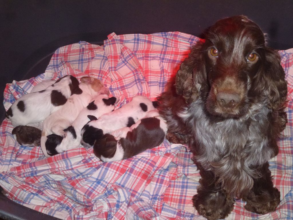 Du taillis du houx - Chiot disponible  - Cocker Spaniel Anglais