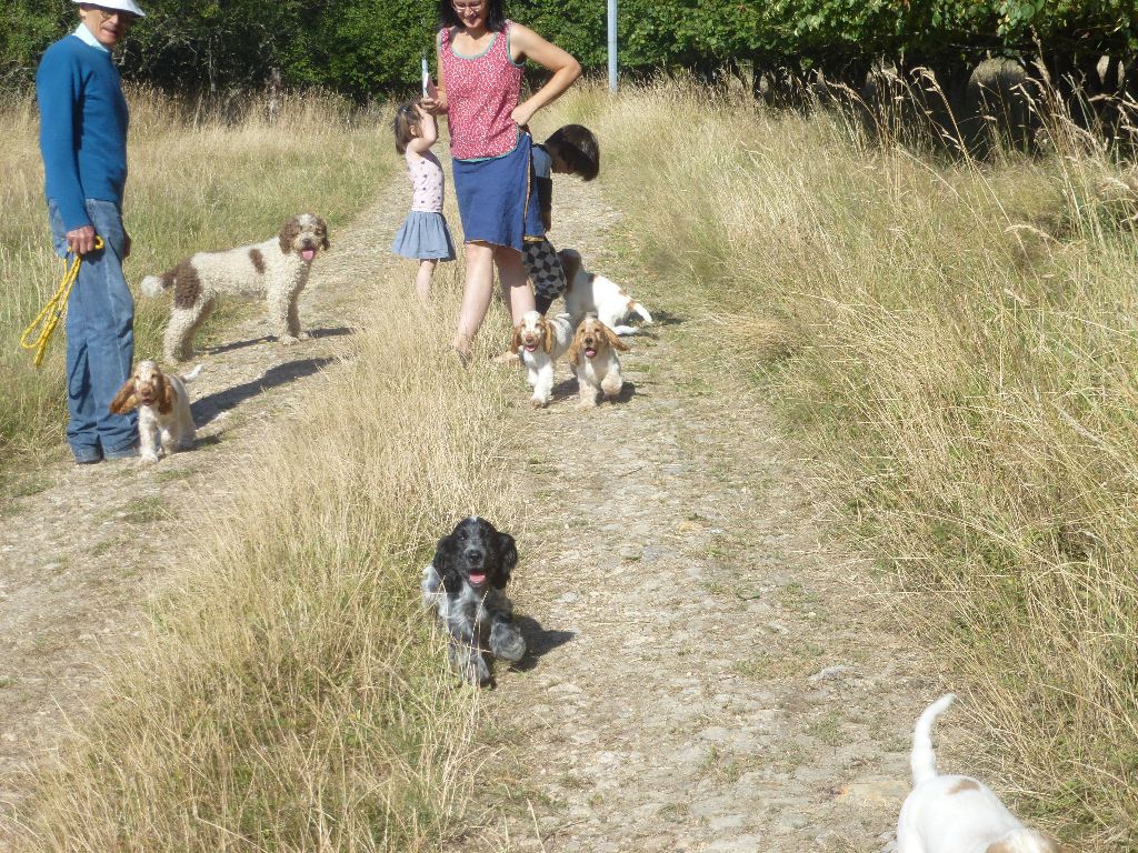 chiot Cocker Spaniel Anglais Du taillis du houx