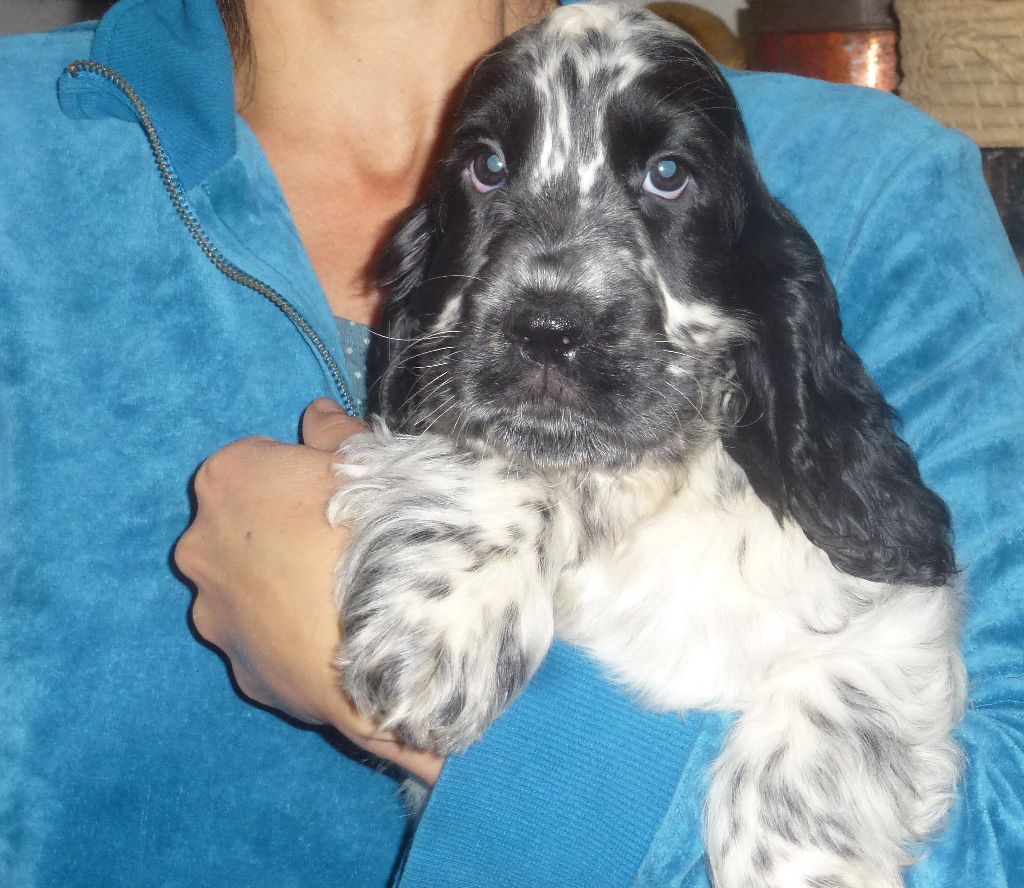 Du taillis du houx - Chiot disponible  - Cocker Spaniel Anglais