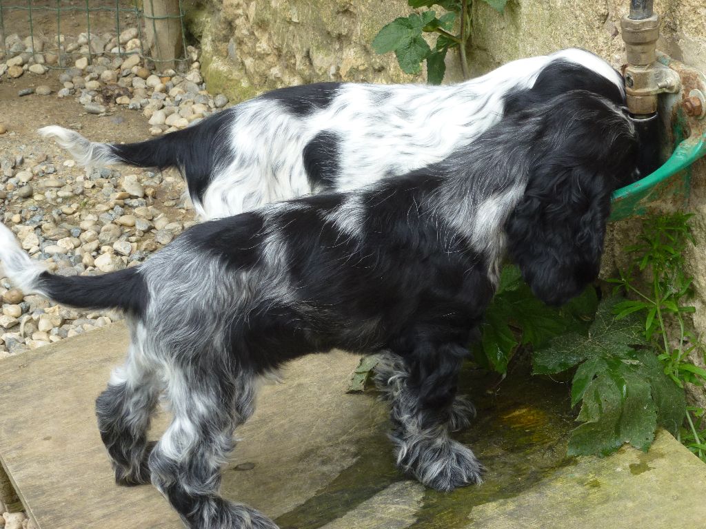 Du taillis du houx - Cocker Spaniel Anglais - Portée née le 26/03/2018