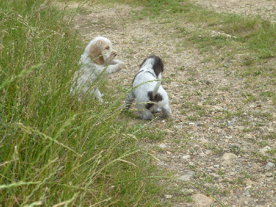 Du taillis du houx - Cocker Spaniel Anglais - Portée née le 26/04/2022