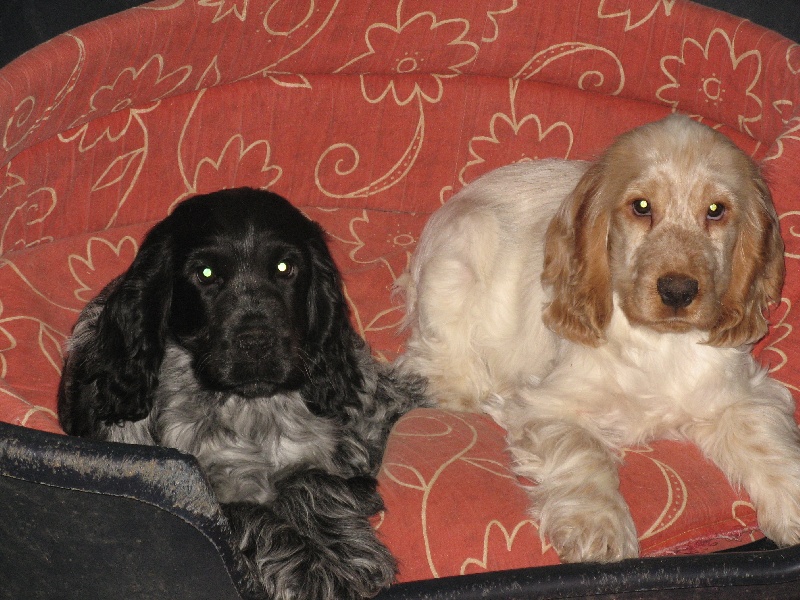 Du taillis du houx - Cocker Spaniel Anglais - Portée née le 27/09/2009