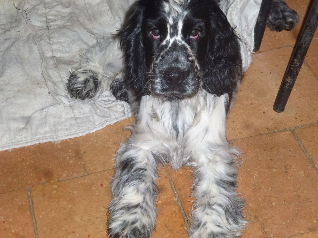 Du taillis du houx - Chiot disponible  - Cocker Spaniel Anglais