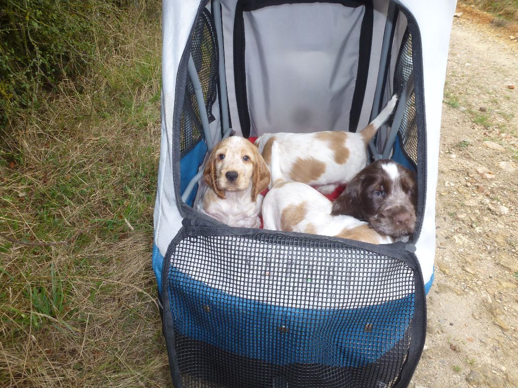 chiot Cocker Spaniel Anglais Du taillis du houx