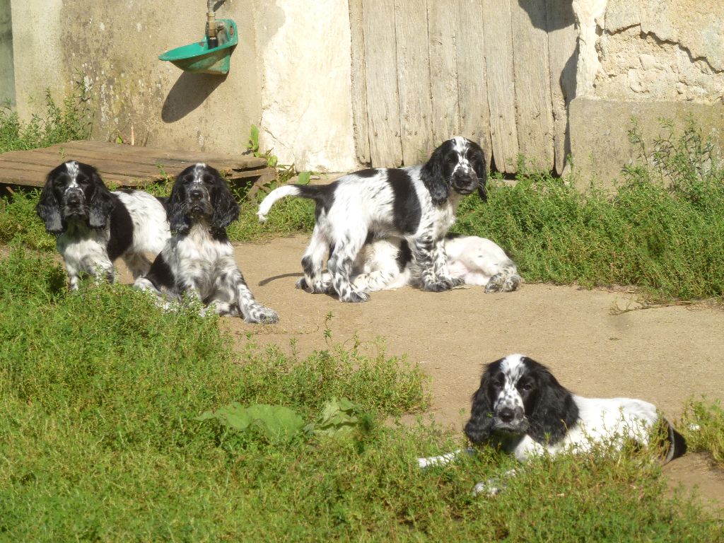 chiot Cocker Spaniel Anglais Du taillis du houx