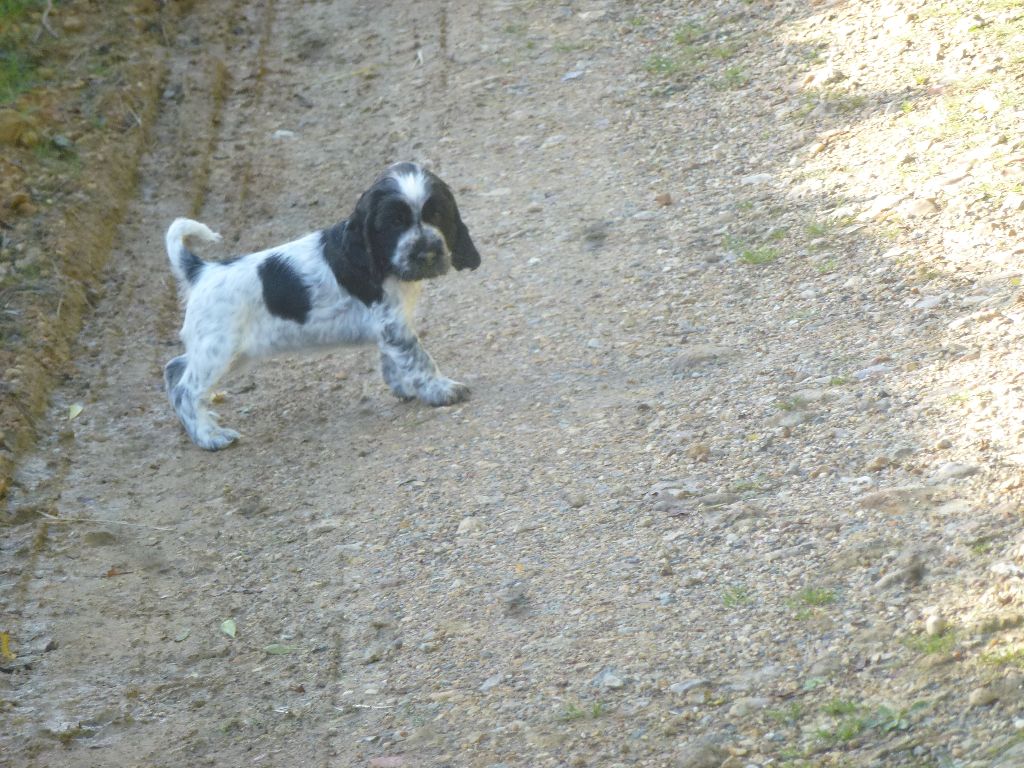 Du taillis du houx - Chiot disponible  - Cocker Spaniel Anglais