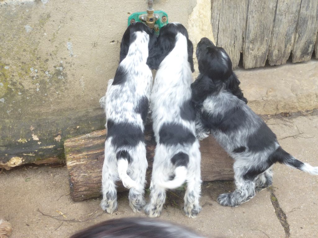 chiot Cocker Spaniel Anglais Du taillis du houx