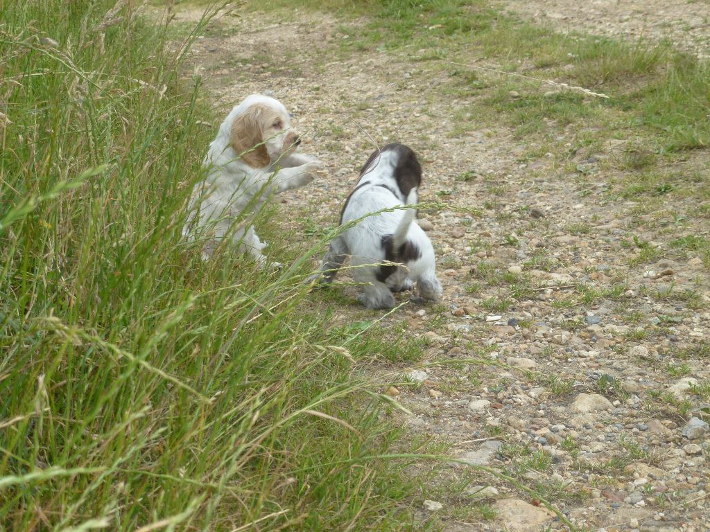 chiot Cocker Spaniel Anglais Du taillis du houx