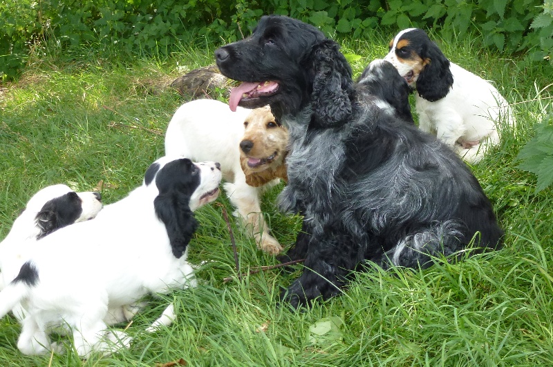 Du taillis du houx - Cocker Spaniel Anglais - Portée née le 12/05/2012