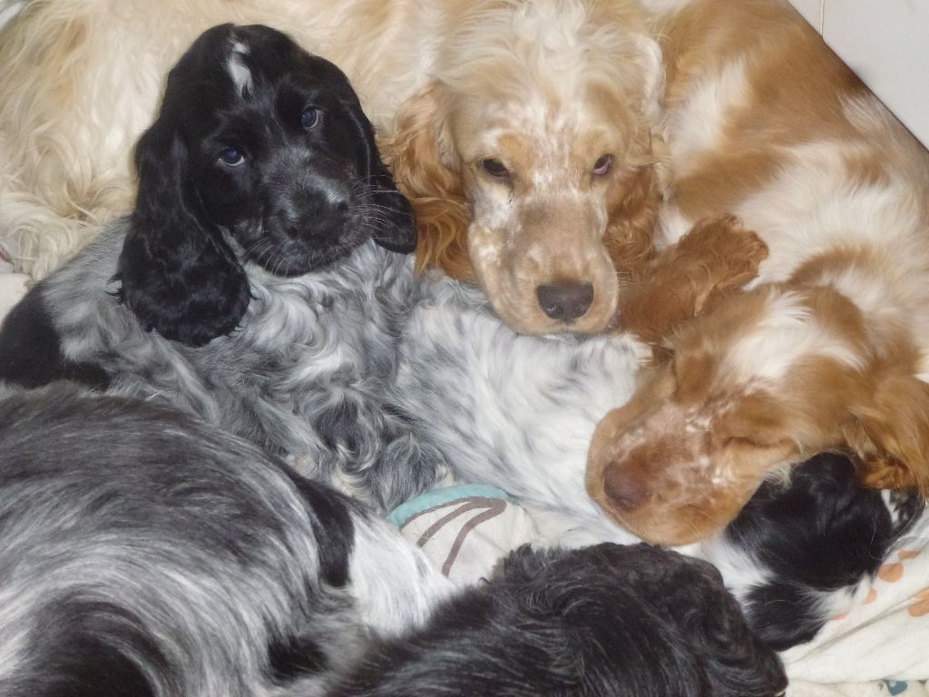 Du taillis du houx - Chiot disponible  - Cocker Spaniel Anglais