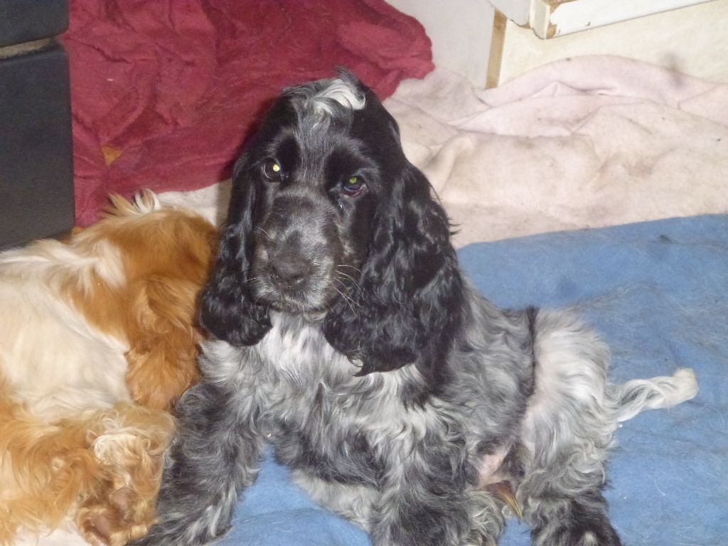 Du taillis du houx - Chiot disponible  - Cocker Spaniel Anglais