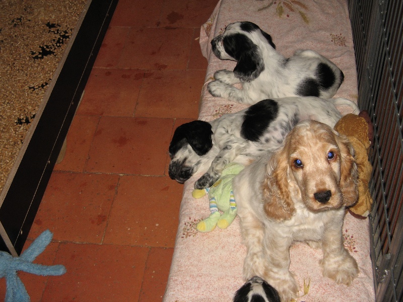 chiot Cocker Spaniel Anglais Du taillis du houx