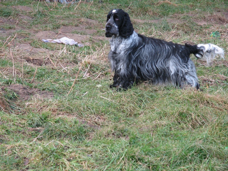 Ancolie Du taillis du houx