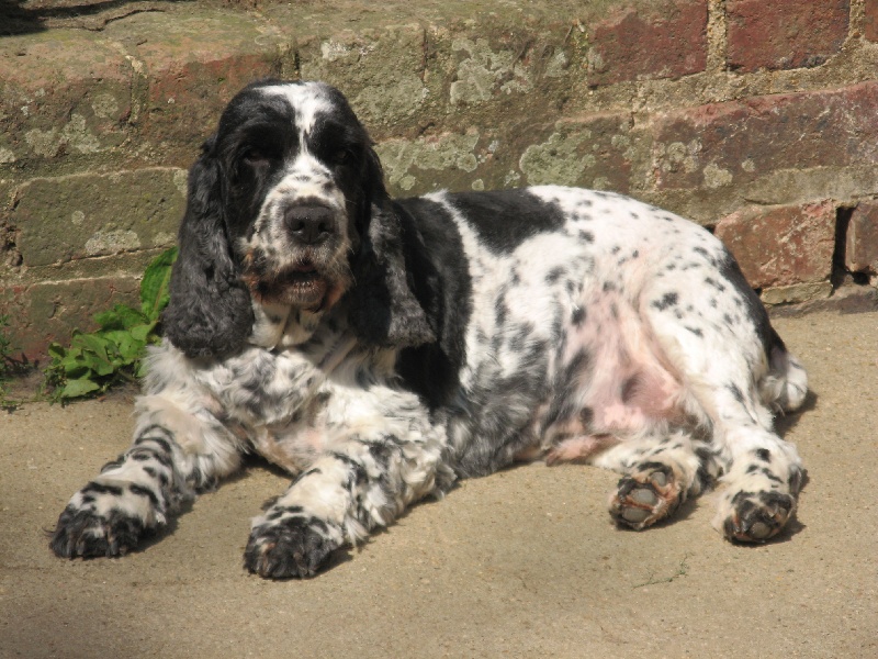 Soazul Du taillis du houx