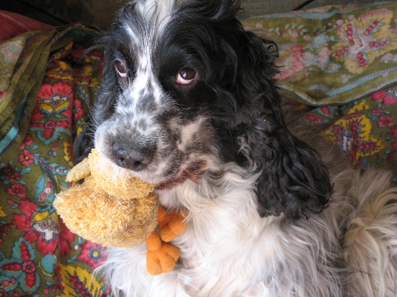 Sochitl Du taillis du houx