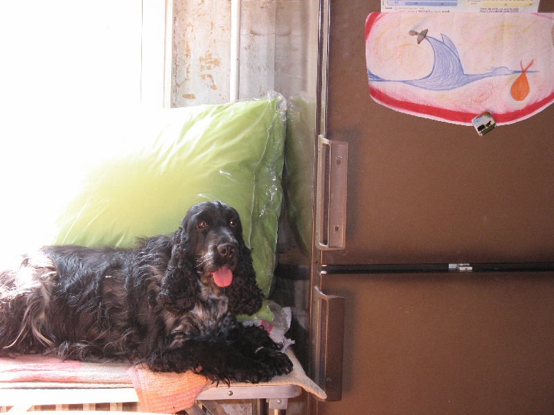 Alouate Du taillis du houx