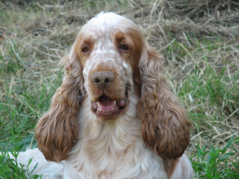 C'zinnia Du taillis du houx