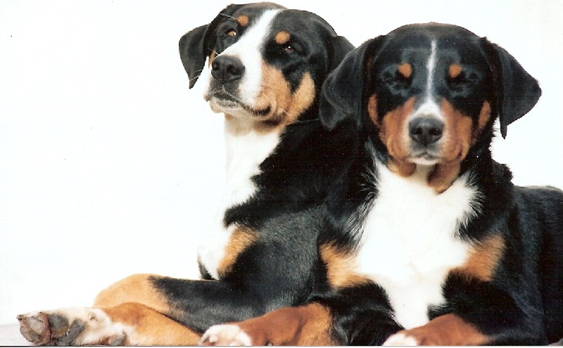 Vanesse-des-chardons Du taillis du houx