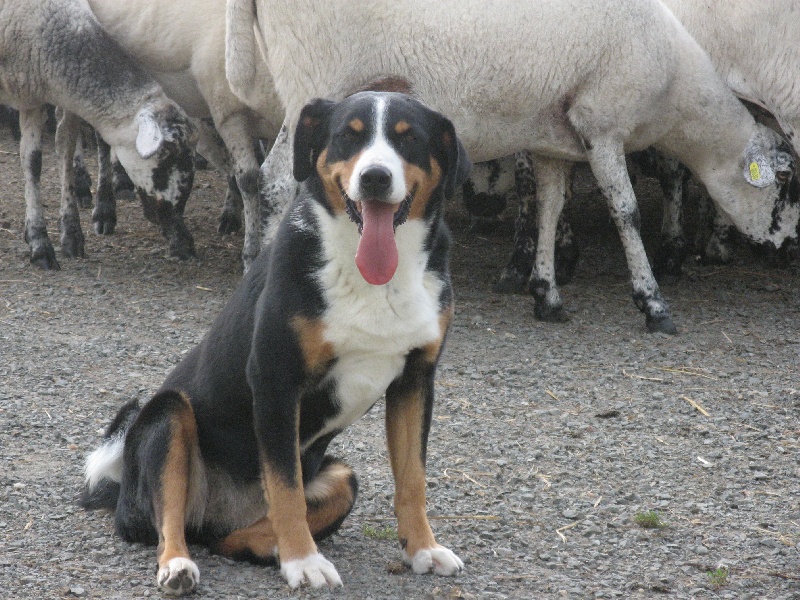 Baluche Du taillis du houx