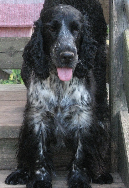 Dahlia Du taillis du houx