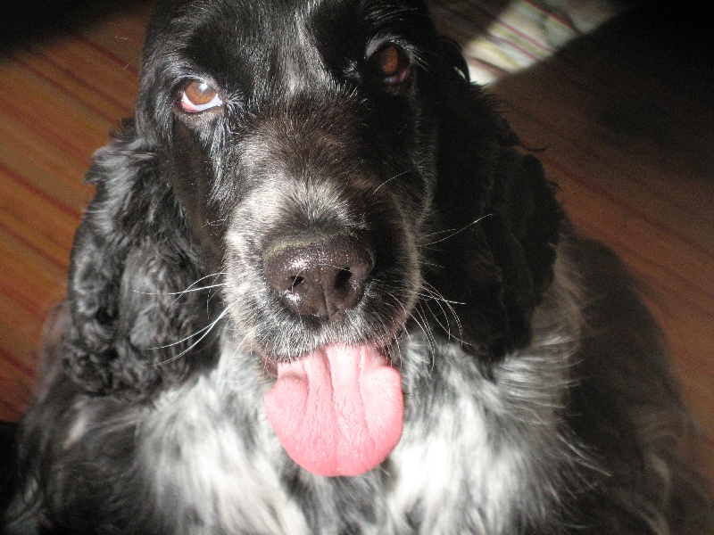 D'jean blue Du taillis du houx