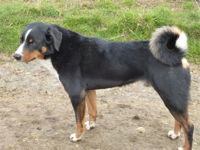 Daou Du taillis du houx