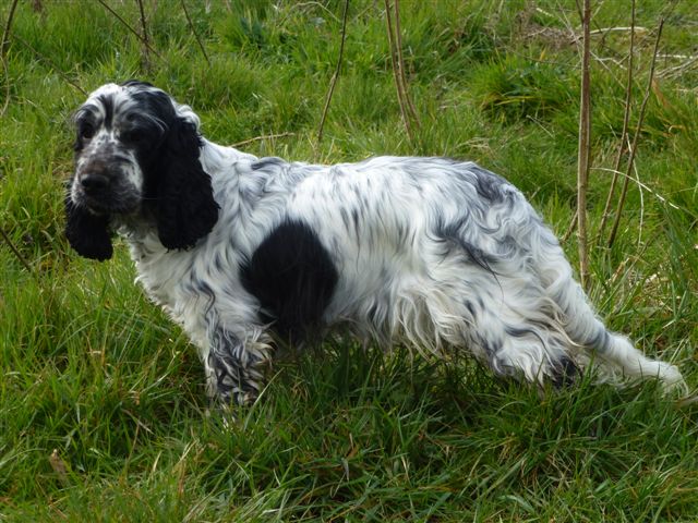 Focea dite lurette Du taillis du houx