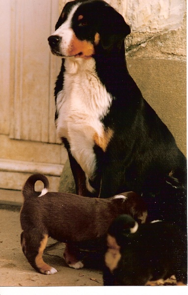 Freda dite bobine Du Seigneur De Vielle