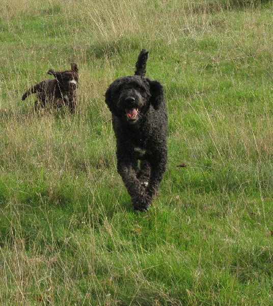 Cuca-crobat de benamaina