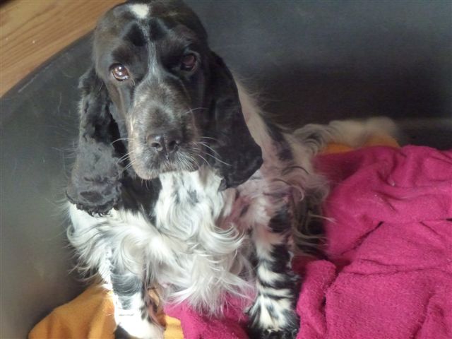 Hysope Du taillis du houx