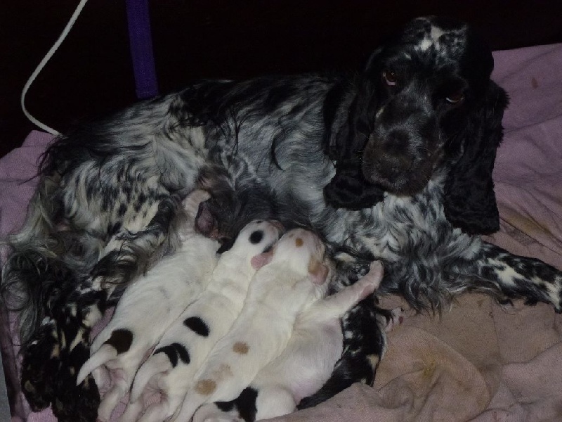 Giboulée Du taillis du houx